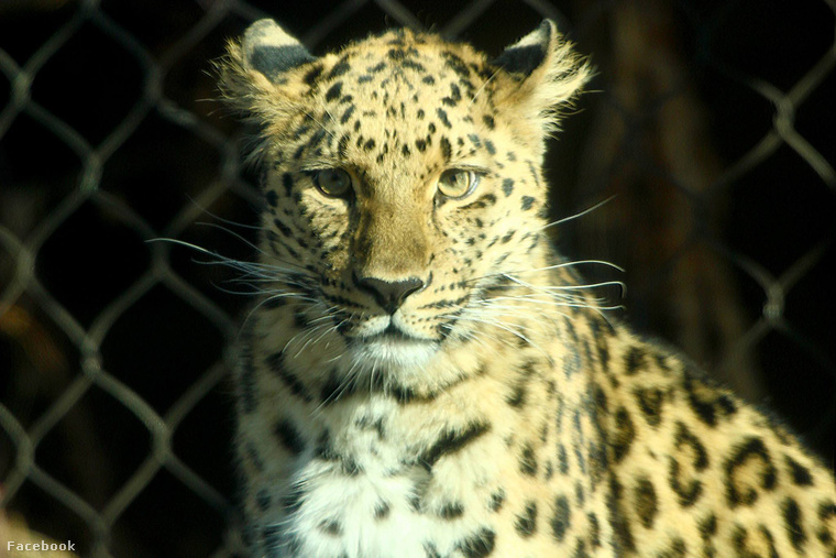 Zeya, a leopárd, aki csak szabadságra vágyott