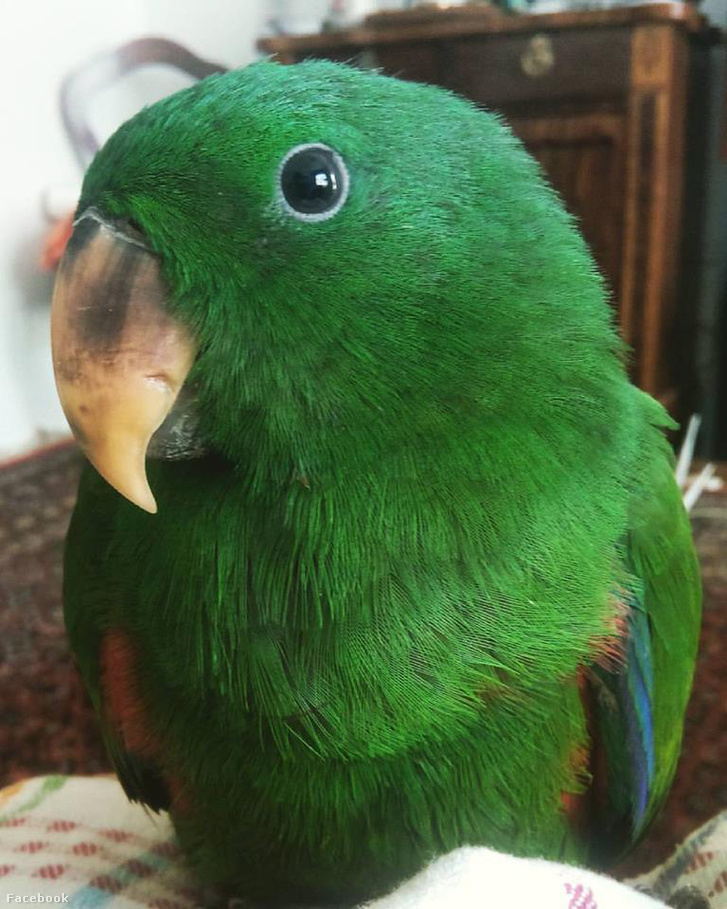 13344780 10208936045385665 566182800296685760 n