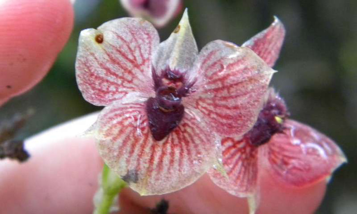 1-orchidordemo