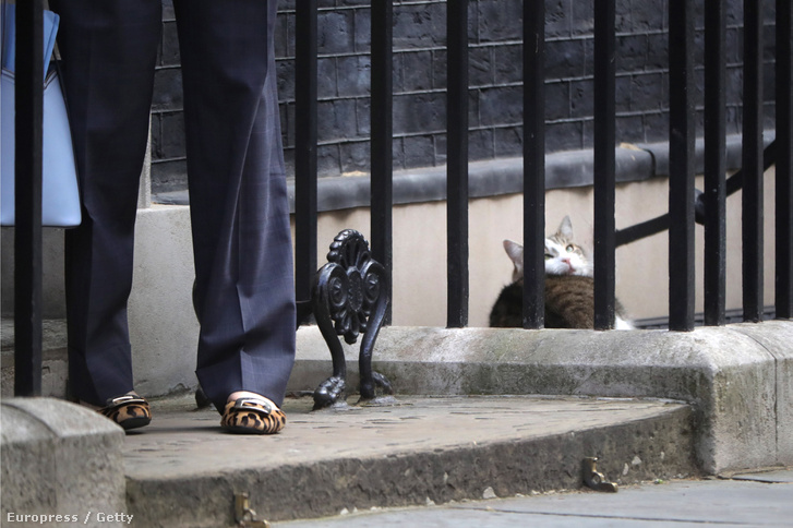 Larry néz hátra a kinyíló ajtóra, miközben Theresa May érkezik David Cameron helyére a Downing Streeten