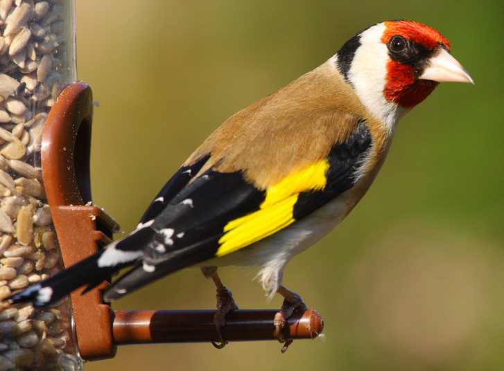 Gold Finch