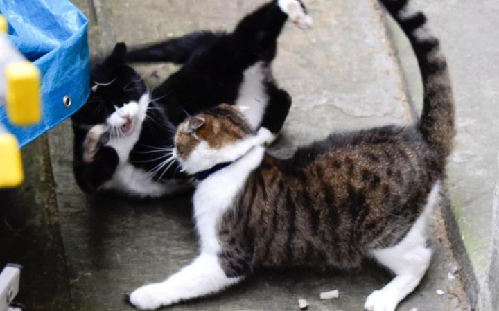 104533145 Downing St Cat Fight  Palmerston the Foreign office ca