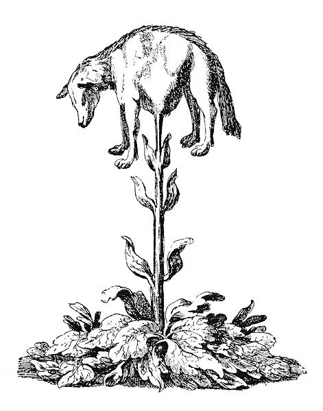 471px-Vegetable lamb Lee 1887