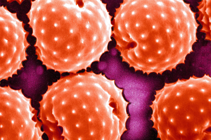 Parlagfű pollen mikroszkóp alatt