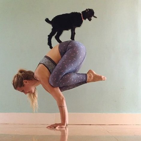 yoga-goat-penny-rachel-brathen-66