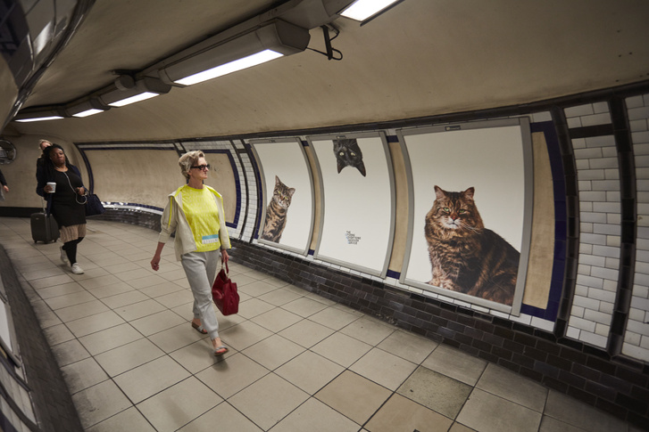 WB CatsNotAds 007