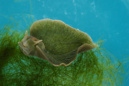 Zöld tengeri csiga (forrás: livescience.com)