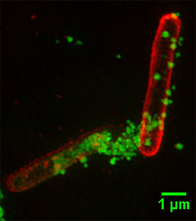 Így tépi szét a polimer a baktériumot. Forrás: Melbourne-i Egyetem