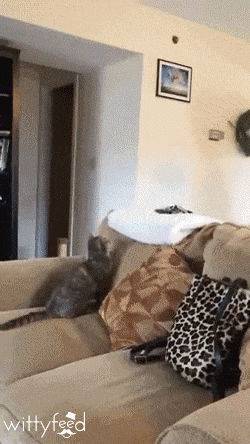 mmqUX2x.gif