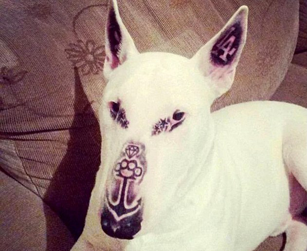 dogodog