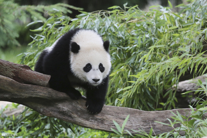Bao Bao a Smithsonian Nemzeti Állatkert nőstény óriáspandája