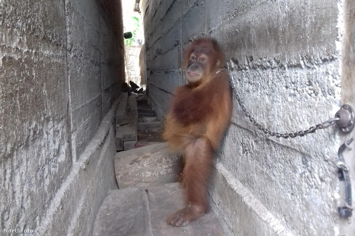 tk3s swns orang wall 01