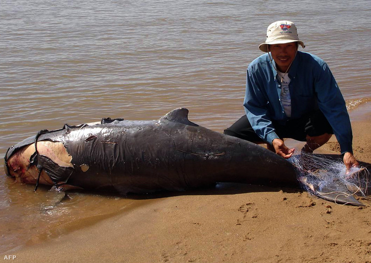 Kambodzsai halászhálóba gabalyodott, ezért elpusztult delfin