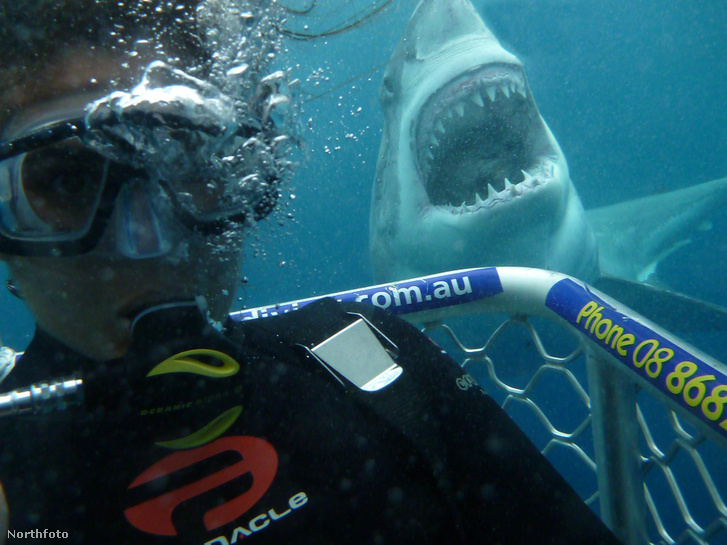 tk3s mdrum shark selfies-2