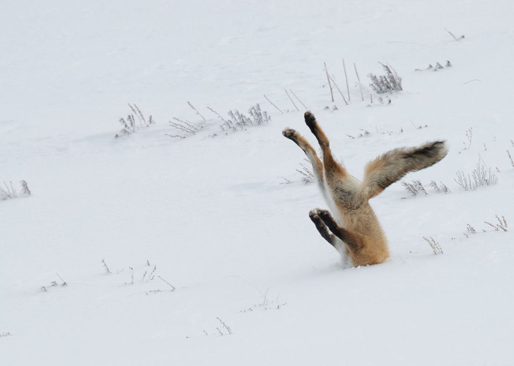 Wildlife Comedy Awards 2016 / Adventure Journal