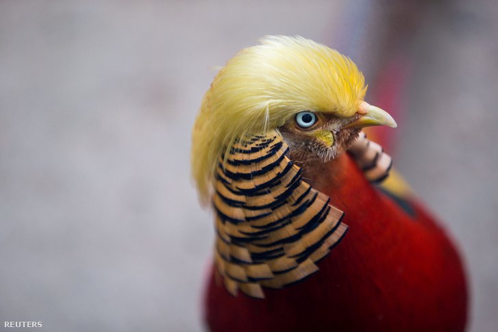 2016-11-16T084811Z 353994041 S1BEUNDDAXAB RTRMADP 3 USA-TRUMP-CH