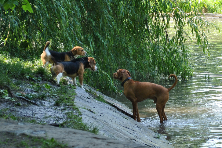 Kutyák a Városligeti-tónál