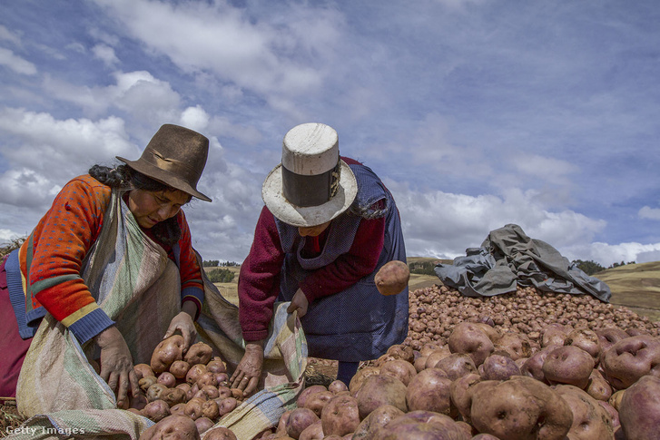 Krumpliszedő asszonyok a perui Cuzco közelében
