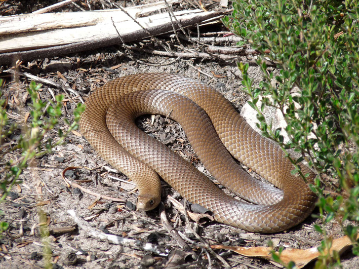 venomous eastern brown snake