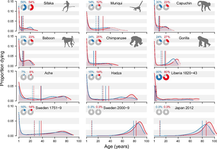 Élethossz kilátások a vizsgált főemlős populációkban (kék vonal: férfiak, piros vonal: nők)