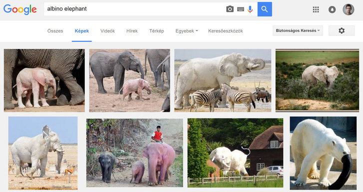 albinoelephant