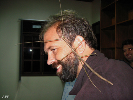 A Borneón felfedezett Phobaeticus chani, a világ legnagyobb botsáskája 56,7 cm hosszú (Fotó: Orang Asli)
