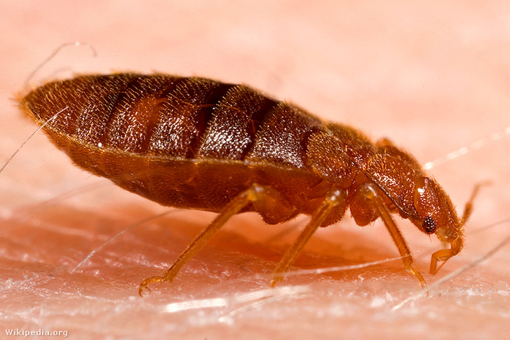 Adult bed bug, Cimex lectularius
