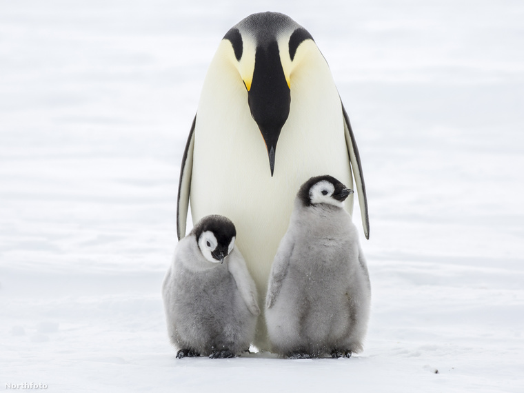 Azért császárpingvineket, mert egyszer Lisa küldött nekik egy képeslapot, amin ilyen típusú pingvinek szerepeltek