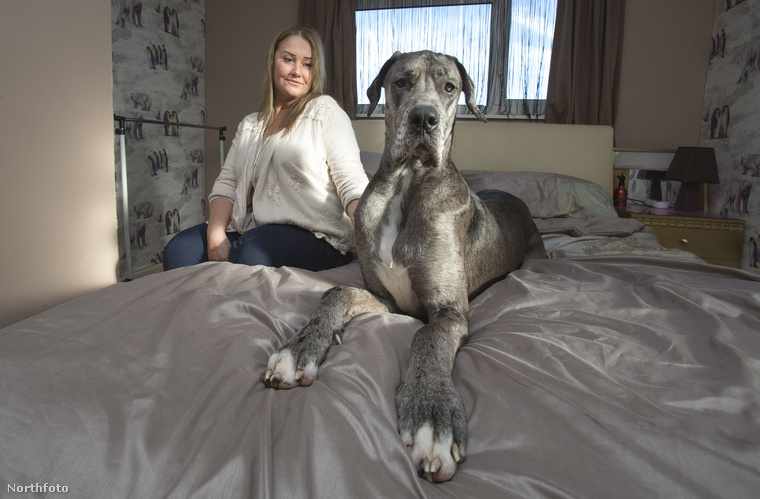 Igen, ő egy német dog,Nagy-Britannia, és egyúttal a világ legnagyobb kutyája,aki Essexben él gazdájával, Claire Stonemannel