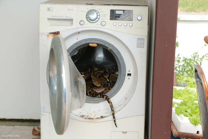 tk3s swns hidding snake 05