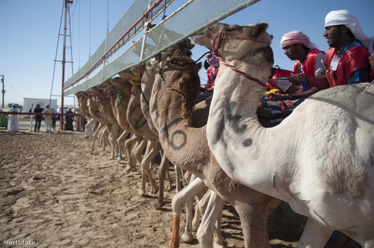 tk3s h bm camel race 02656803