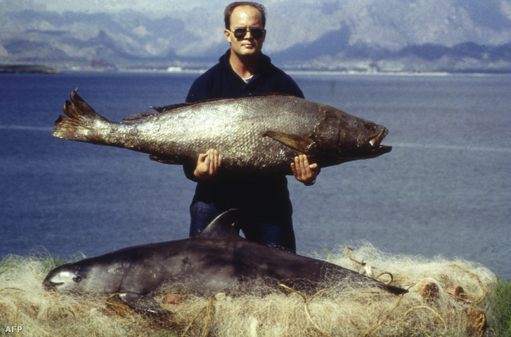 Az illegális halászat fő célpontja, az Ázsiában csemegének számító totoaba hal (a férfi kezében), és a hasonló méretű disznódelfin (lent), ami mellesleg esik áldozatául a kopoltyúhálós halászatnak