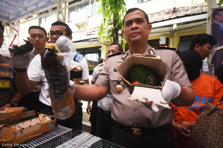 Indonéziából csempészett madarak
