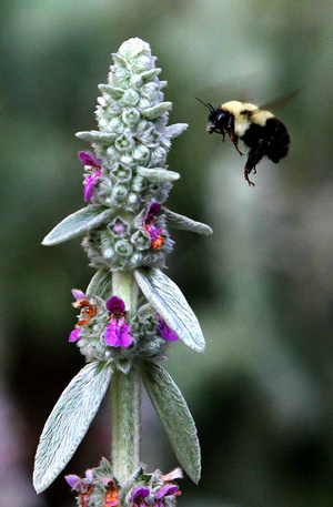 Appalachian Bumble Bee (180992746)
