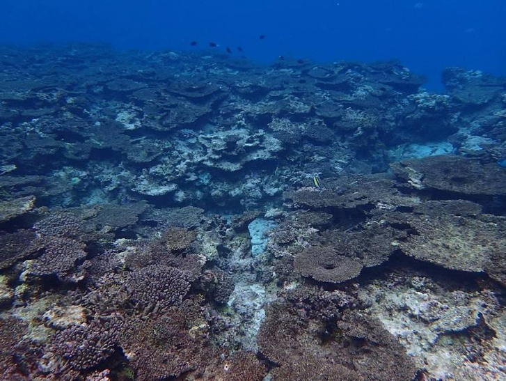 Halott korallok Okinawa mellett