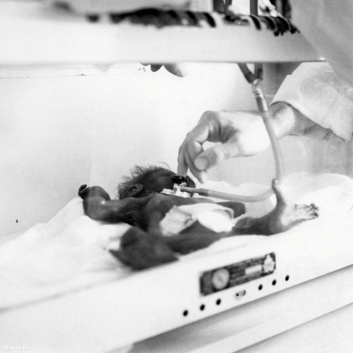 Colo-t inkubátorban tartják életben születése után, 1956-ban.