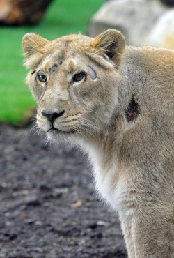 Indiai oroszlán (forrás: zoobudapest.com)
