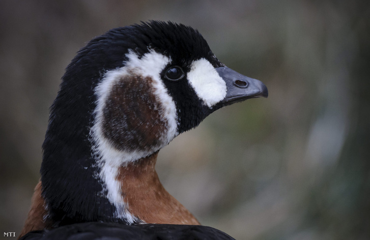 Egy vörösnyakú lúd (Branta ruficollis)