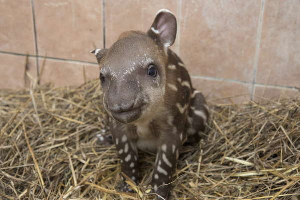 tapirusz