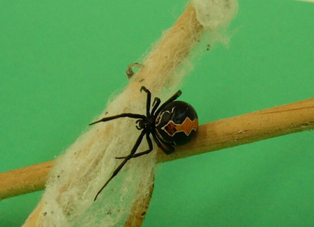 Katipo, egy Új-Zélandon honos mérges pók, a fekete özvegy rokona  (Fotó: Wikimedia Commons)