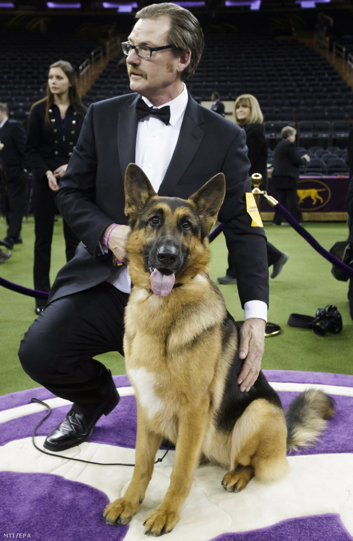 Rumor kiképzõjével Kent Boylesszal miután elnyerte a 141. Westminster kutyakiállítás legszebb ebe címet