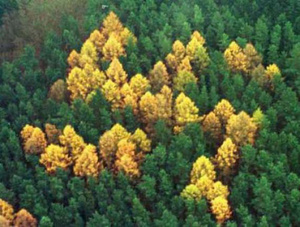 site-of-the-forest-swastika