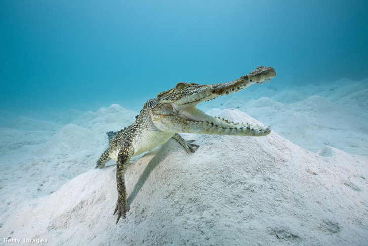 Egy fiatal sós vízi krokodil (Crocodylus porosus)