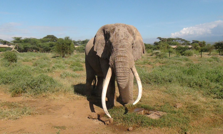 Satao II.