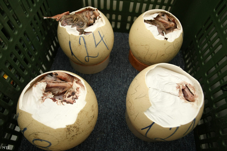 Struccfiókák bújik ki a tojásaikból a keltetőgépben Zoufal Béla gátőr zagyvarékasi otthonának melléképületében