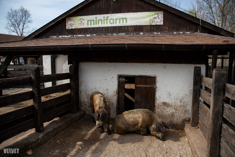 A telephelyen működik egy kis minifarm is, birkákkal, kecskékkel, szárnyasokkal.