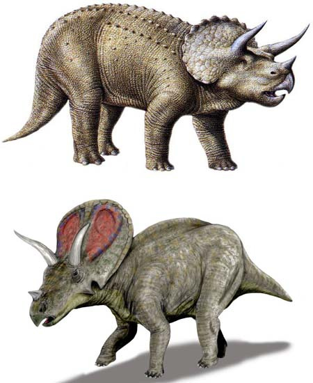 Felül a Triceratops, alul a Torosaurus