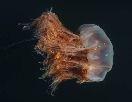 lionsmane-jellyfish