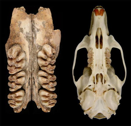Bal oldalon az óriáspatkány néhány foga, jobb oldalon egy mai patkány teljes koponyája