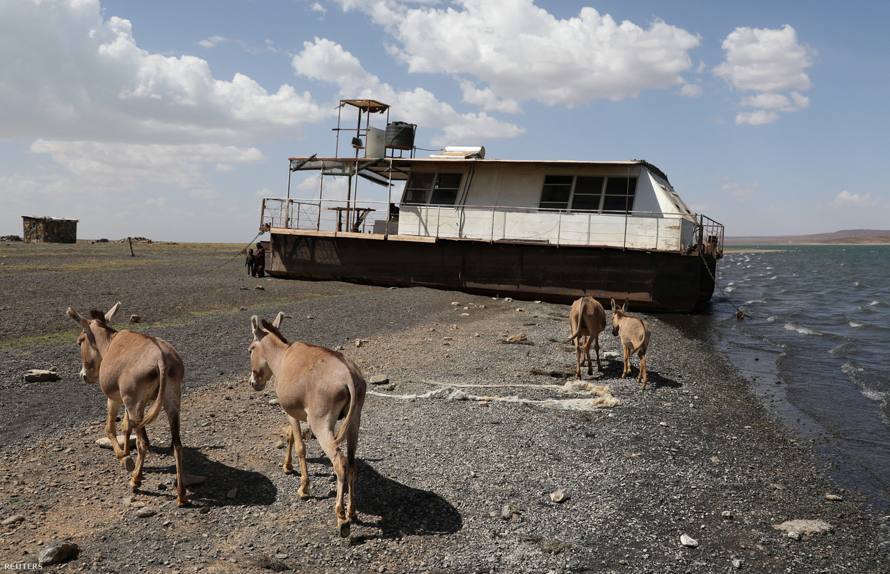 Szamarak a kenyai Turkana tó visszahúzódó partja mentén.